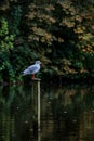 Bird sitting, green background, middle of lake reflection Royalty Free Stock Photo