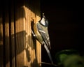 Bird with green caterpillar in bill to feed its fledglings, sitting on nesting box