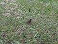 Bird in a Green Field