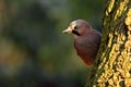 Bird in the green forest. Eurasian Jay, Garrulus glandarius, portrait of nice bird sitting on the tree trunk.. Bird with nut in th Royalty Free Stock Photo