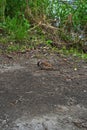 A bird in the green forest found food and is eating Royalty Free Stock Photo