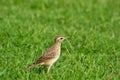 Bird on green grass