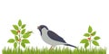 A bird on the green grass wants to eat a grasshopper. Educational banner for children about chain packing in the wild. Feeding