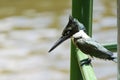 Bird on a green grid looking at the lake Royalty Free Stock Photo