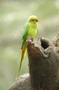 Bird --- Green Lory Royalty Free Stock Photo