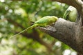 Bird --- Green Lory Royalty Free Stock Photo