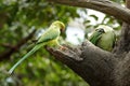 Bird --- Green Lory Royalty Free Stock Photo