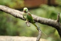 Bird --- Green Lory Royalty Free Stock Photo