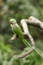 Bird --- Green Lory Royalty Free Stock Photo