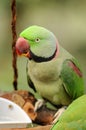 Bird --- Green Lory Royalty Free Stock Photo