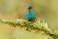 Bird in green moss, wet tropic forest. Red glossy shiny bird. Fiery-throated Hummingbird, Panterpe insignis, colorful bird sitting