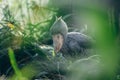 Bird green park garden shoebill duck Royalty Free Stock Photo