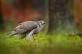 Bird in the green vegetaion. Goshawk, Accipiter gentilis, bird of prey  feeding on killed dark squirrel in the forest, nature Royalty Free Stock Photo