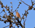 Bird - Greenfinch Chloris chloris