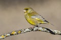 Bird - Greenfinch Chloris chloris is a small songbird of the family Fringillidae and order of the Passeriformes