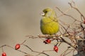 Bird - Greenfinch Chloris chloris is a small songbird of the family Fringillidae and order of the Passeriformes