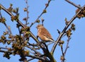 Bird - Greenfinch Chloris chloris