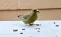 Bird greenfinch sits on the Board