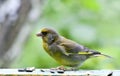 Bird greenfinch sits on the Board
