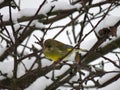 Bird greenfinch on a snowy tree branch