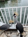 Crowned Crane flightless bird