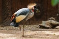 Bird,Grey crowned craneBalearica regulorum Royalty Free Stock Photo