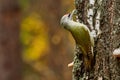 Bird - Grey-faced Woodpecker Picus canus creeps along the trunk of a birch