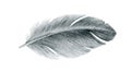 Bird grey feather watercolor realistic illustration. Duck or goose soft natural down image. Fluffy smooth quill isolated on white Royalty Free Stock Photo