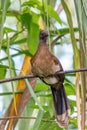 Bird Grey-headed chachalaca (Ortalis cinereiceps). La Fortuna, Volcano Arenal, Costa Rica Wildlife Royalty Free Stock Photo