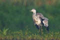 Bird Grey heron, gray heron Ardea cinerea bird on dark green background, hunting time Royalty Free Stock Photo