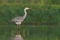 Bird Grey heron, gray heron Ardea cinerea bird on dark green background, hunting time Royalty Free Stock Photo