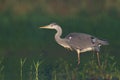 Bird Grey heron, gray heron Ardea cinerea bird on dark green background, hunting time Royalty Free Stock Photo