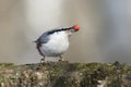 Bird grey nuthatch