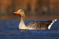 Bird Greylag Goose, Anser anser, floating on the water surface Royalty Free Stock Photo