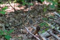 bird on the ground Royalty Free Stock Photo