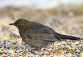 Bird, ground or nature in environment, sustainability or conservation, ecology or countryside. Common blackbird, animal Royalty Free Stock Photo