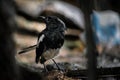 oriental magpie-robin