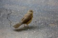 Bird on the ground Royalty Free Stock Photo