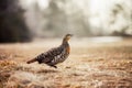 Female Black Grouse on wild, natural environment. Royalty Free Stock Photo