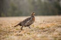 Female Black Grouse on wild, natural environment. Royalty Free Stock Photo