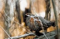 Bird grouse in the woods Royalty Free Stock Photo