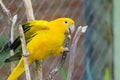 Bird guaruba playing on branches