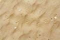 Bird gull footprints in the yellow sand on the sea beach. Webbed feet trail, natural background