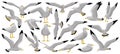 Bird gull vector cartoon set icon. Vector illustration seagull on white background. Isolated cartoon set icon bird gull. Royalty Free Stock Photo