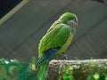 Bird in the habitat. Crimson-fronted Parakeet, Aratinga funschi, portrait of light green parrot with red head, Costa Rica.