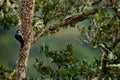 Bird in habitat, tropic mountain forest. Woodpecker from Costa Rica mountain forest, Acorn Woodpecker, Melanerpes formicivorus. Be
