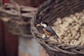 A bird had a peanut in its beak Royalty Free Stock Photo