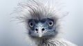 Fantasy Wildlife Photography: Ostrich With Exaggerated Expressions