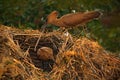 Bird Hamerkop, Scopus umbretta, in the nest. Bird building nest with branch in the bill. Beautiful evening sun. Animal nesting Royalty Free Stock Photo