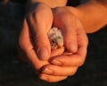 Bird in hand Royalty Free Stock Photo